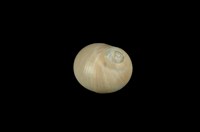 藏品(玉螺)的圖片